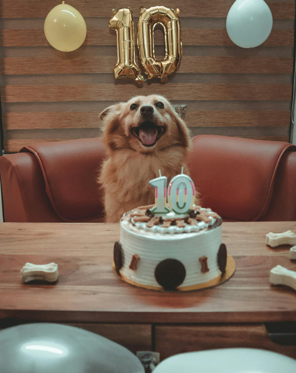 How to Throw the Ultimate Dog Birthday Pawty