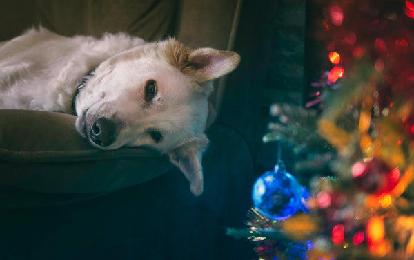 Holiday 2025: The Perfect Gift for Your Pup